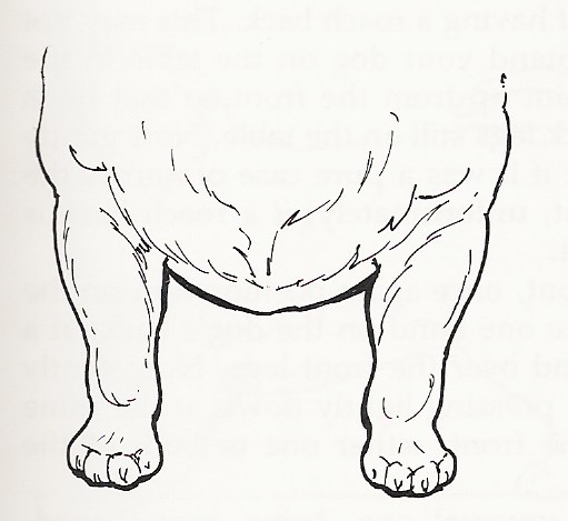 frontlegs3
