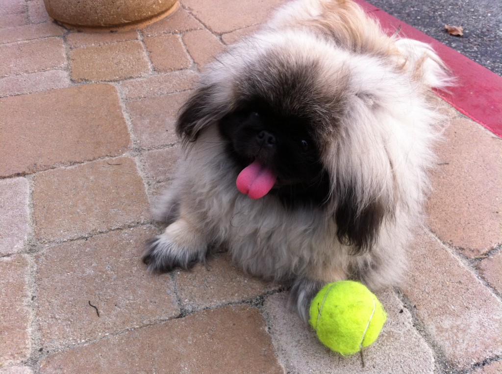 tennis ball